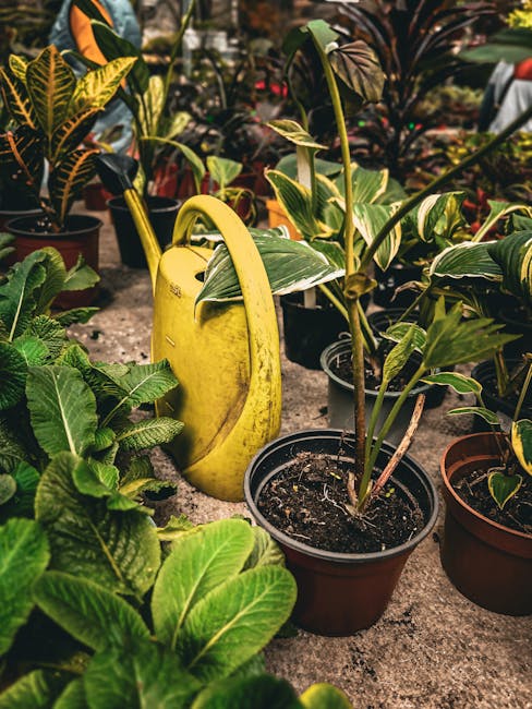 A scene of potted indoor plants arranged closely together on a concrete surface, including a young, broad-leafed plant with variegated green and yellow leaves, and a smaller plant with dark green, glo